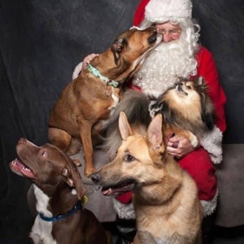 Dog santa photo