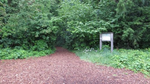 A picture of a path into the wooded trails at malvern off-leash dog park in burnaby, bc