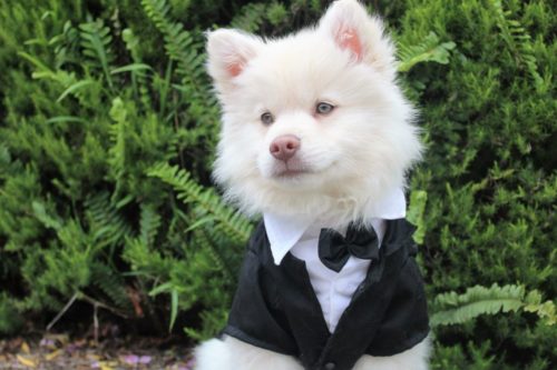 dressed up dog