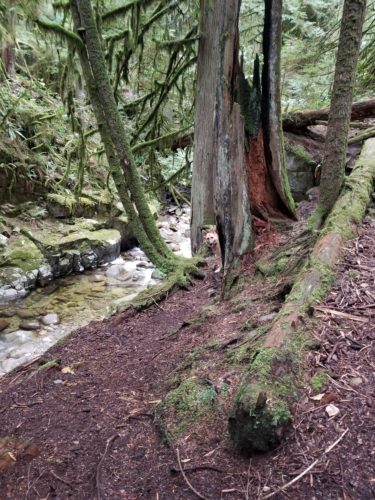 Cypress falls park, west vancouver, bc - german shepherd