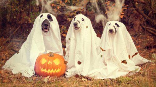 Dogs enjoying Halloween
