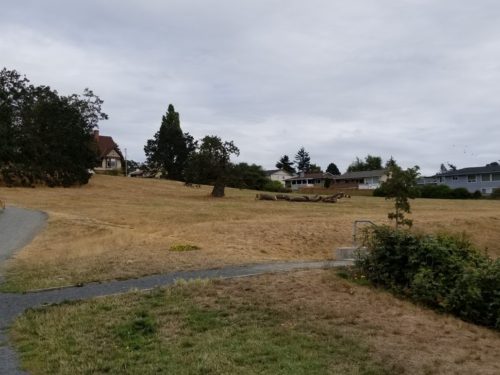 A picture of an open field with very brown grass in the dog off-leash area of oswald park in victoria, bc
