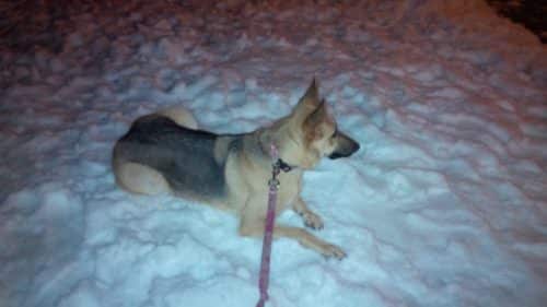 Avy enjoying the snow