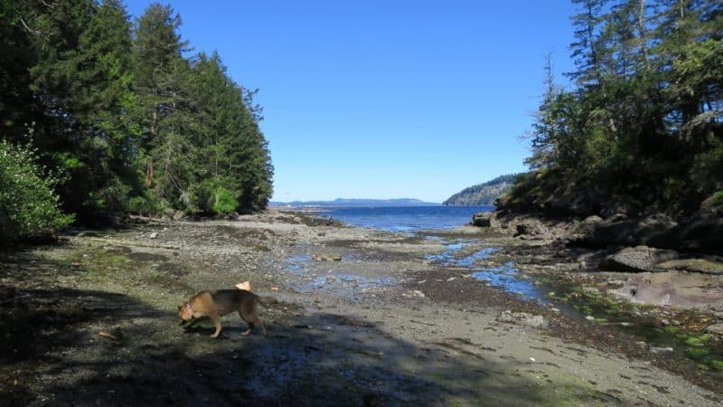 Cable Bay Trail (off-leash dog park), Nanaimo, BC