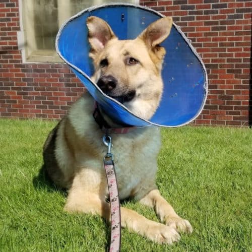 Dog hot spots - cone of shame