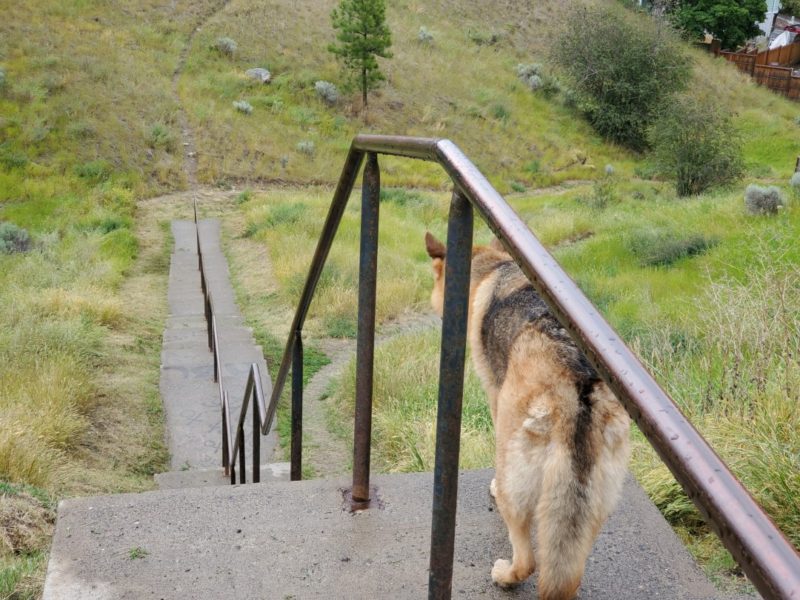 Arrowstone Park (off-leash dog park), Kamloops, BC
