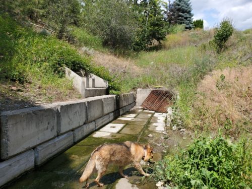 Storm drain on the south side of chino place - gleneagles off-leash dog park - kamloops - bc (3)