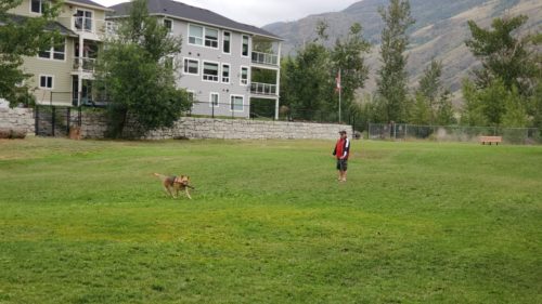 Westsyde centennial off leash dog park kamloops bc 2