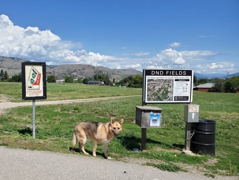 DND Grounds (off-leash dog park), Vernon, BC