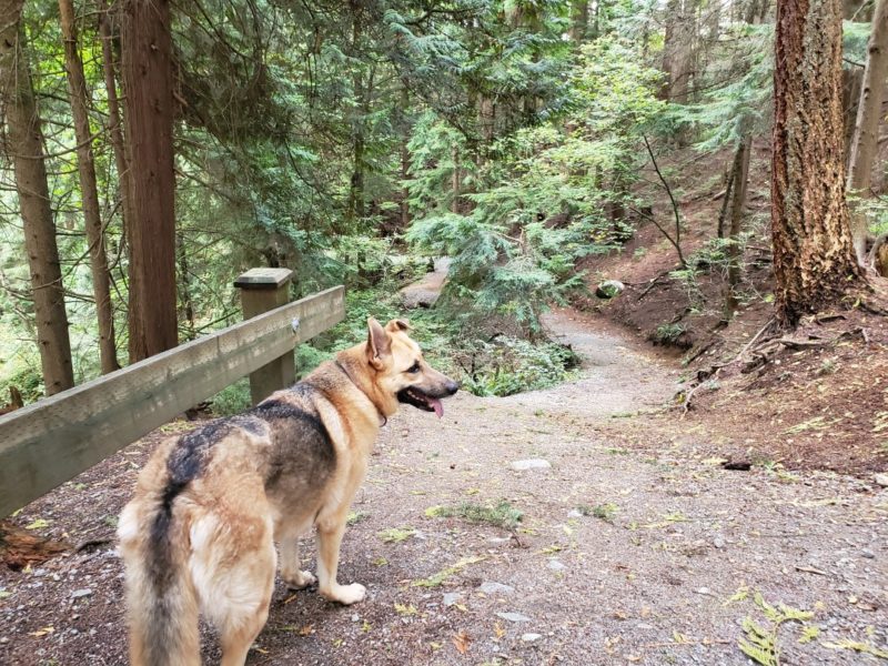 Westhill Park (off-leash dog park with trails), Port Moody, BC