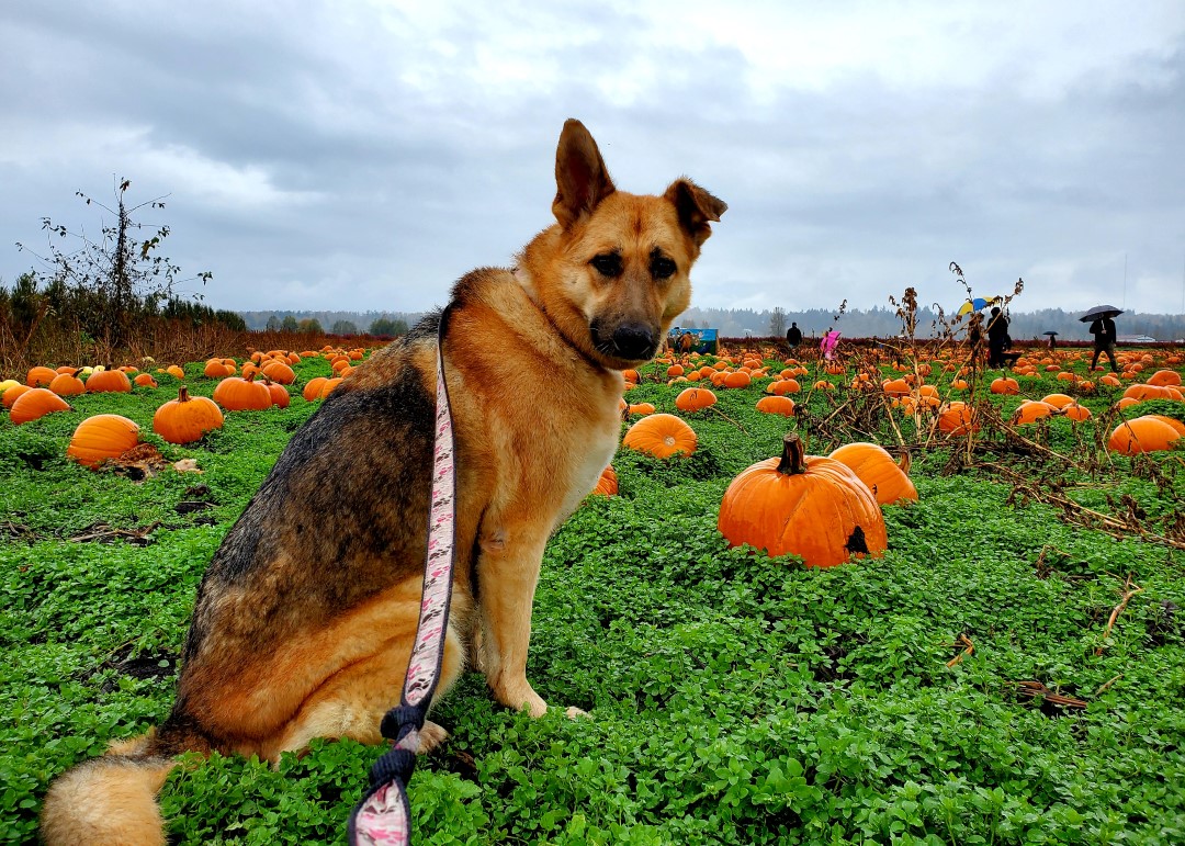 Rondriso farms dog friendly pumpkin patch 15