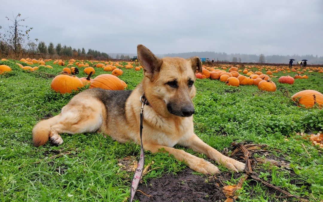 Rondriso farms dog friendly pumpkin patch 8