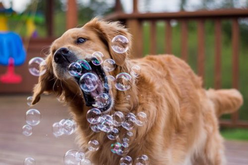 A dog trying to catch bubbles in his mouth