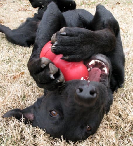 A dog on it's back chewing on a kong toy
