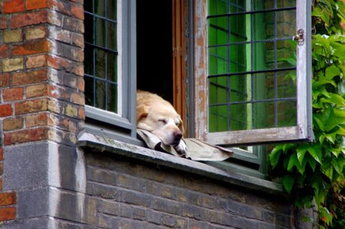A dog is sleeping on a window sill while lookin outside, wishing he was outdoors