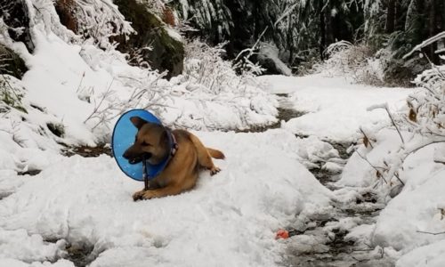 Winter Exercise is for the Dogs