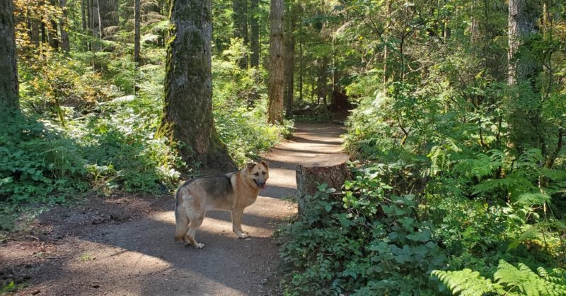 Beaver Lodge Forest Lands (off-leash dog park), Campbell River, BC