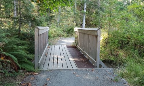 A bridge on a forest trail