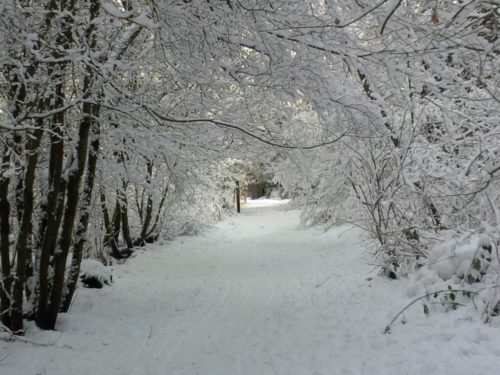 A beautiful place for a winter hike - pacific spirit regional park - off-leash trails - vancouver bc (6)