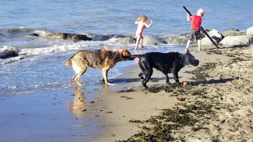 Spanish banks beach off-leash dog park - vancouver - bc (10)