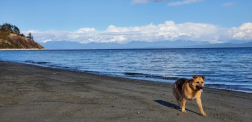 Dog running on the beach at goose spit