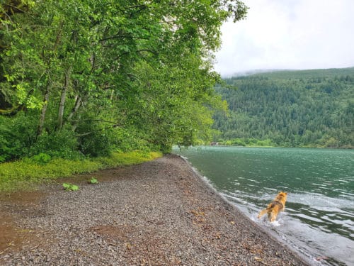 Maple bay off-leash dog beach, cultus lake, bc (1)