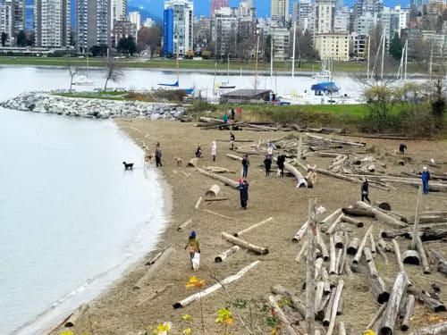 A view of a sandy dog beach with people and dogs playing