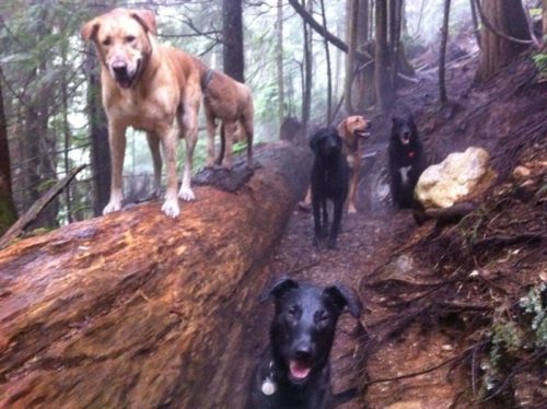 Hiking up vancouver trails with dogs