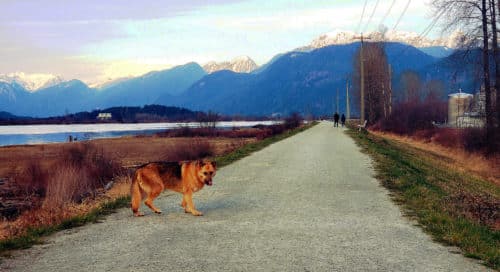 A view of the mountains and trail from the north dike trail (off-leash), pitt meadows, bc