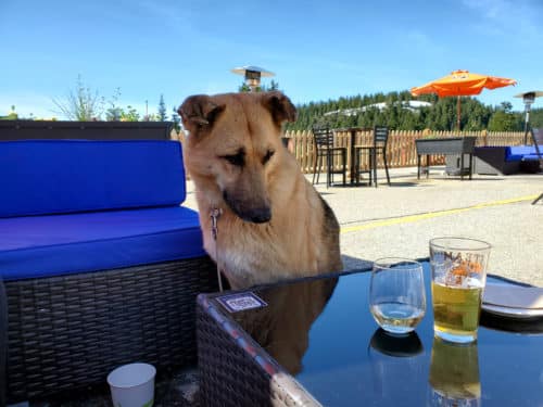 A picture of a dog, avy, staring longingly at a cold beer and glass of wine on the dog-friendly patio at the rock chute kitchen and bar patio on mount seymour, north vancouver, bc