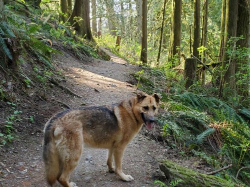 A picture of a dog enjoying the trails at chilliwack community forest (off-leash trails), chilliwack, bc
