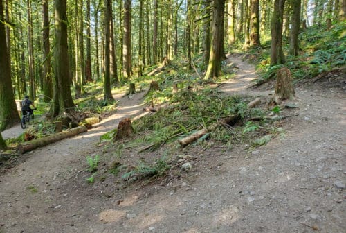 A picture of a trail winding up the hillside at chilliwack community forest (off-leash trails), chilliwack, bc (14)