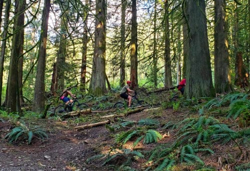 A picture of 3 mountain bikers riding up a trail at chilliwack community forest (off-leash trails), chilliwack, bc