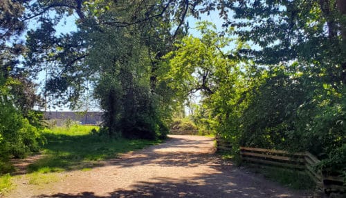 A picture of the trail at harbourview off-leash dog park, north vancouver, bc