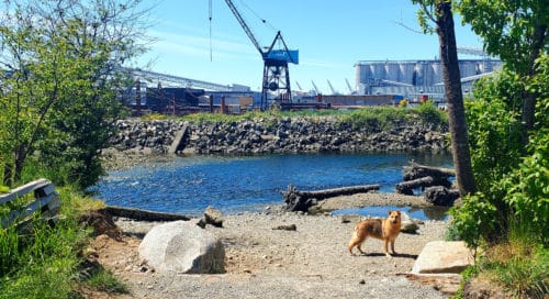 A picture of the first dog beach at harbourview off-leash dog park, north vancouver, bc