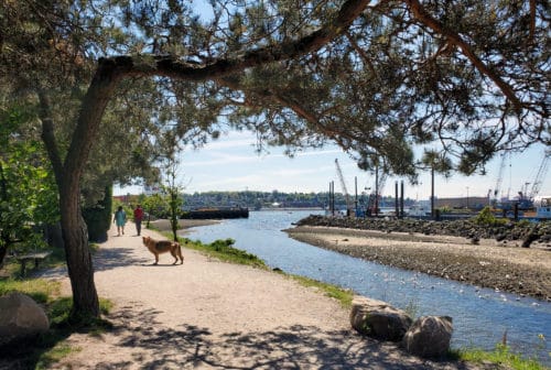 A picture of the trail and the mouth of the creek at harbourview off-leash dog park, north vancouver, bc