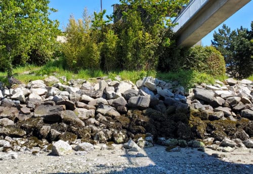 A picture of the wall of big rocks you have to climb over to get down to the beach at the mouth of lynn creek at harbourview off-leash dog park, north vancouver, bc