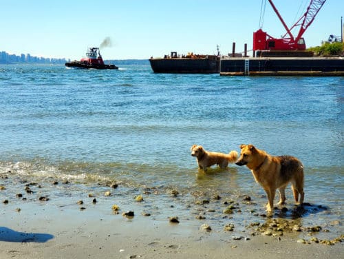 A picture of 2 dogs in the water at harbourview off-leash dog park, north vancouver, bc