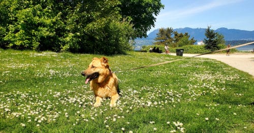 A german shepherd lying in a field of daisy's at jericho beach park. The north shore mountains are in the background.