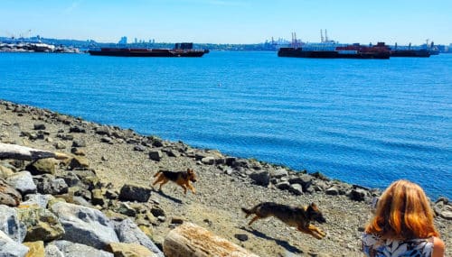 A picture of two dogs sprinting along the beach at kings mill walk off-leash dog park, north vancouver, bc