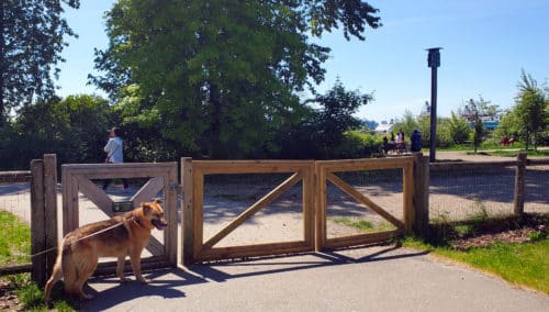 A picture of a dog anxiously waiting to go through the center entrance into kings mill walk off-leash dog park, north vancouver, bc