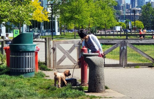 A picture of the doggie water fountain at the east entrance into kings mill walk off-leash dog park, north vancouver, bc