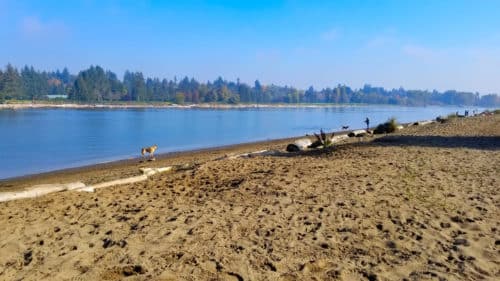 A picture of the sandy beach at mcdonald beach off-leash dog park in richmond, bc