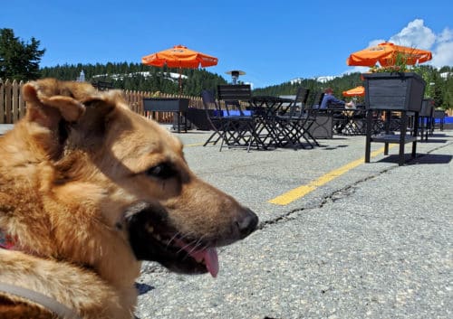 A picture of a dog, avy, enjoying the dog-friendly patio at the rock chute kitchen and bar patio on mount seymour, north vancouver, bc