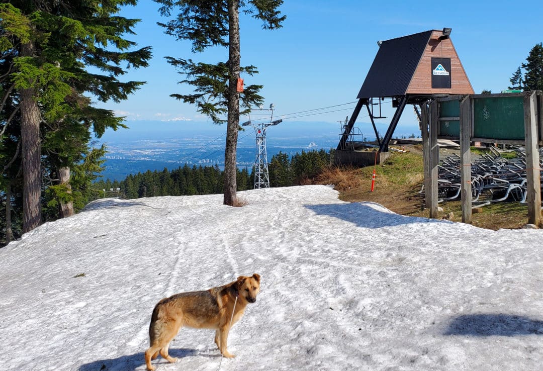 A picture of a dog, avy, enjoying the snow with a chairlift and views of the city in the background before going to the dog-friendly patio at the rock chute kitchen and bar patio on mount seymour, north vancouver, bc