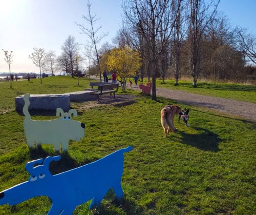 Two dogs sniff each other at the south dyke off-leash dog park in richmond, bc