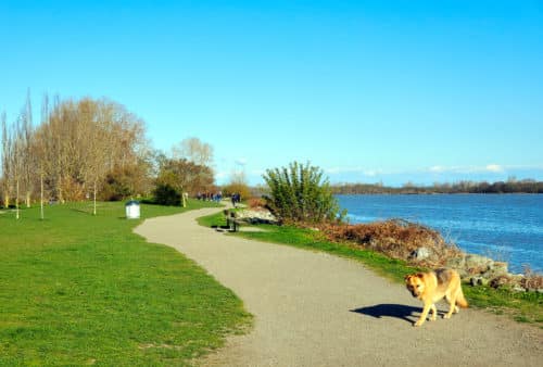 A picture of the path and waterfront at the south dyke off-leash dog park in richmond, bc. There is a german shepherd on the path.