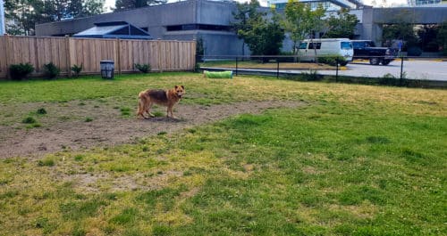 A picture of a german shepherd standing in the middle of a dog park