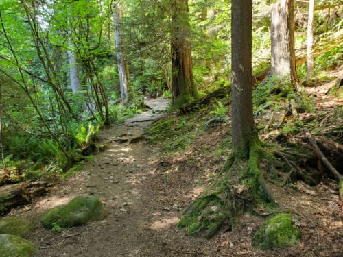 A picture of the trail at hastings creek park (off-leash trails), north vancouver, bc