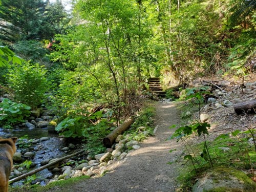 A picture of the trail next to the creek at hastings creek park (off-leash trails), north vancouver, bc